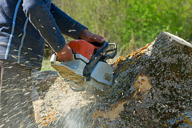 Best Tree and Shrub Care  in Kimball, NE